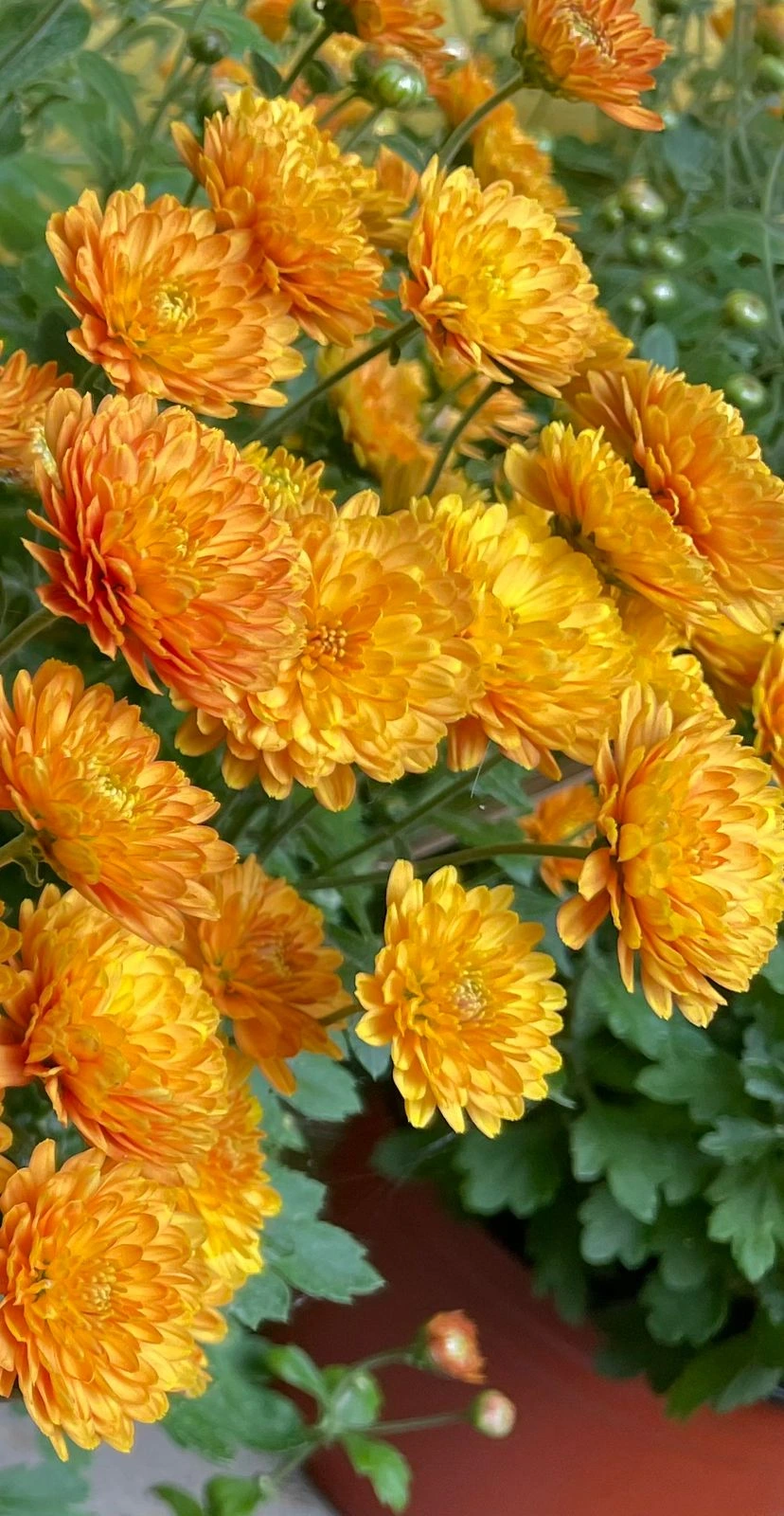 Chrysanthemum Garden