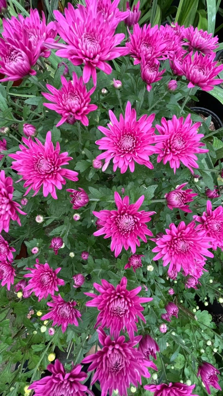 Chrysanthemum Flowers