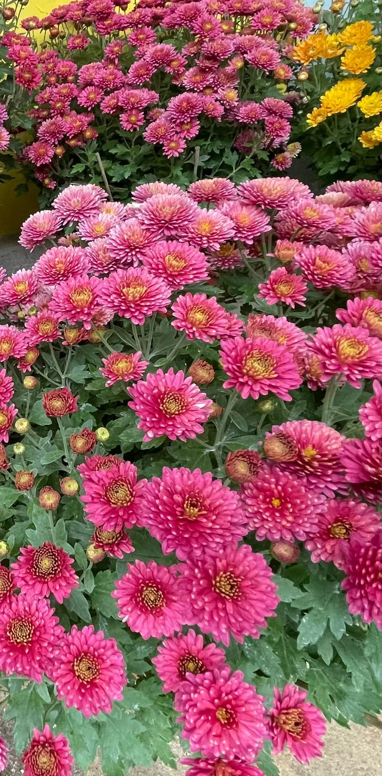 Chrysanthemum