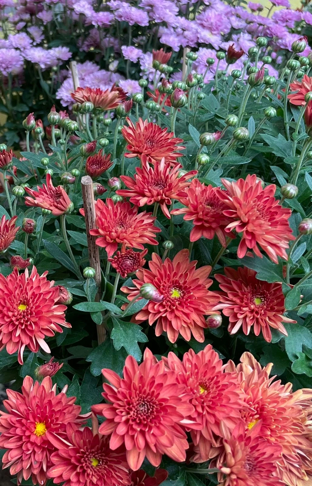 Chrysanthemum