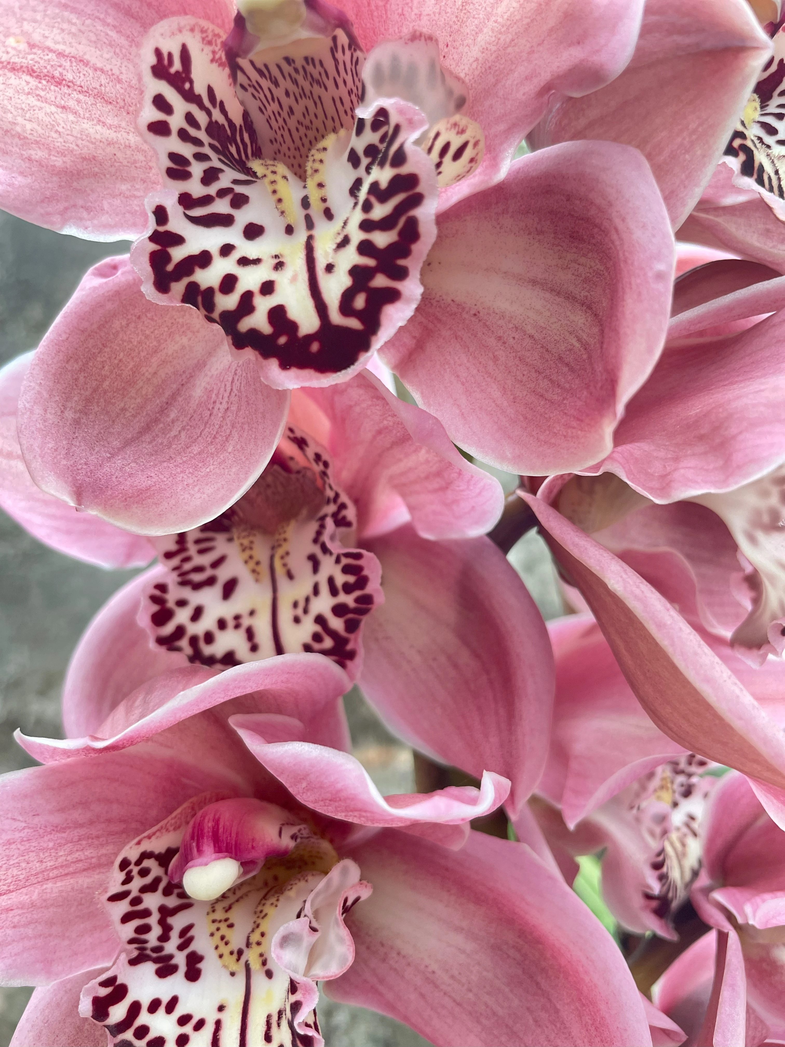 Blogs - Best Orchids in Darjeeling & Sikkim | Orchid Ghar