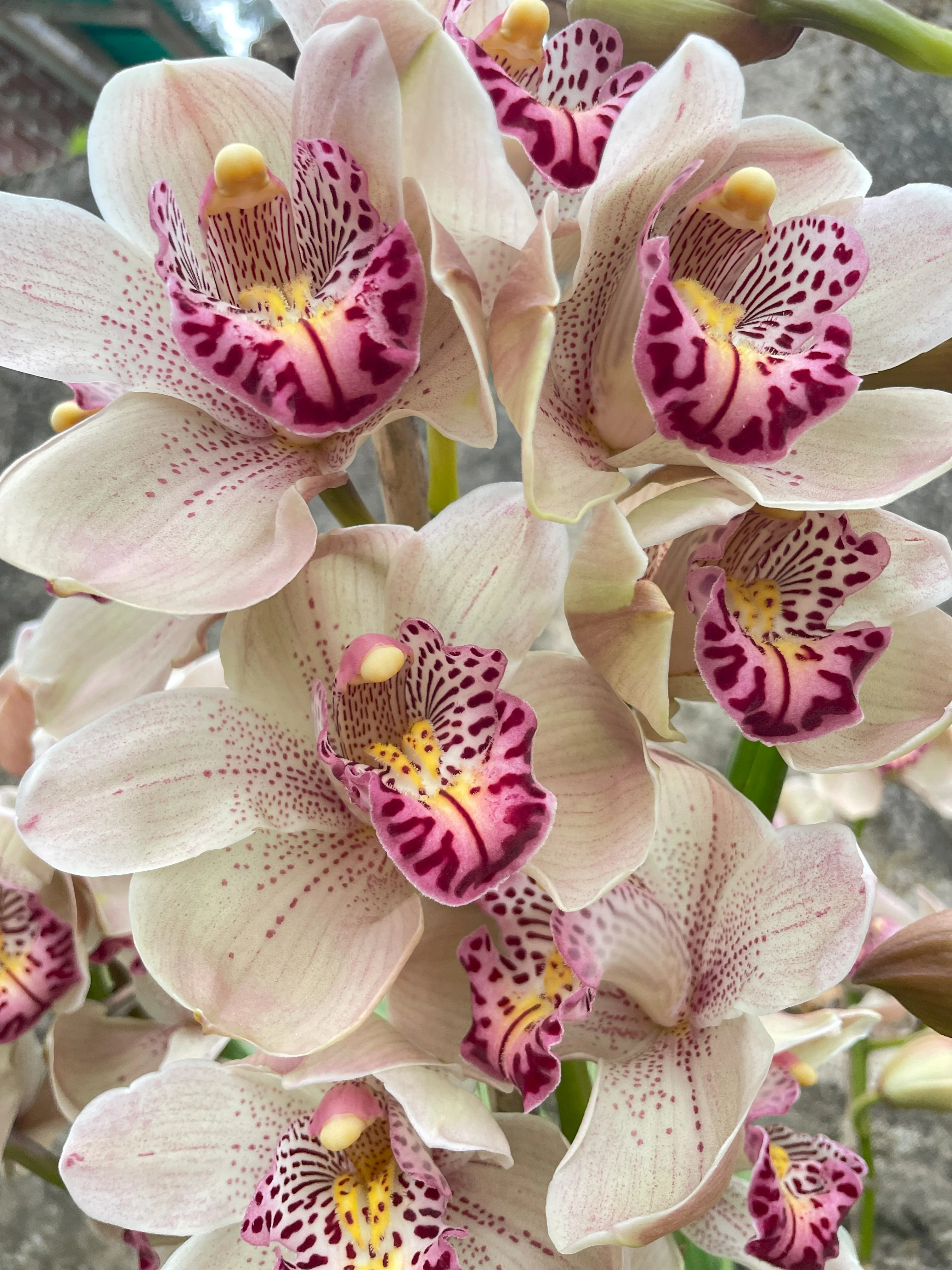 Cymbidium: FoxFire Amber
