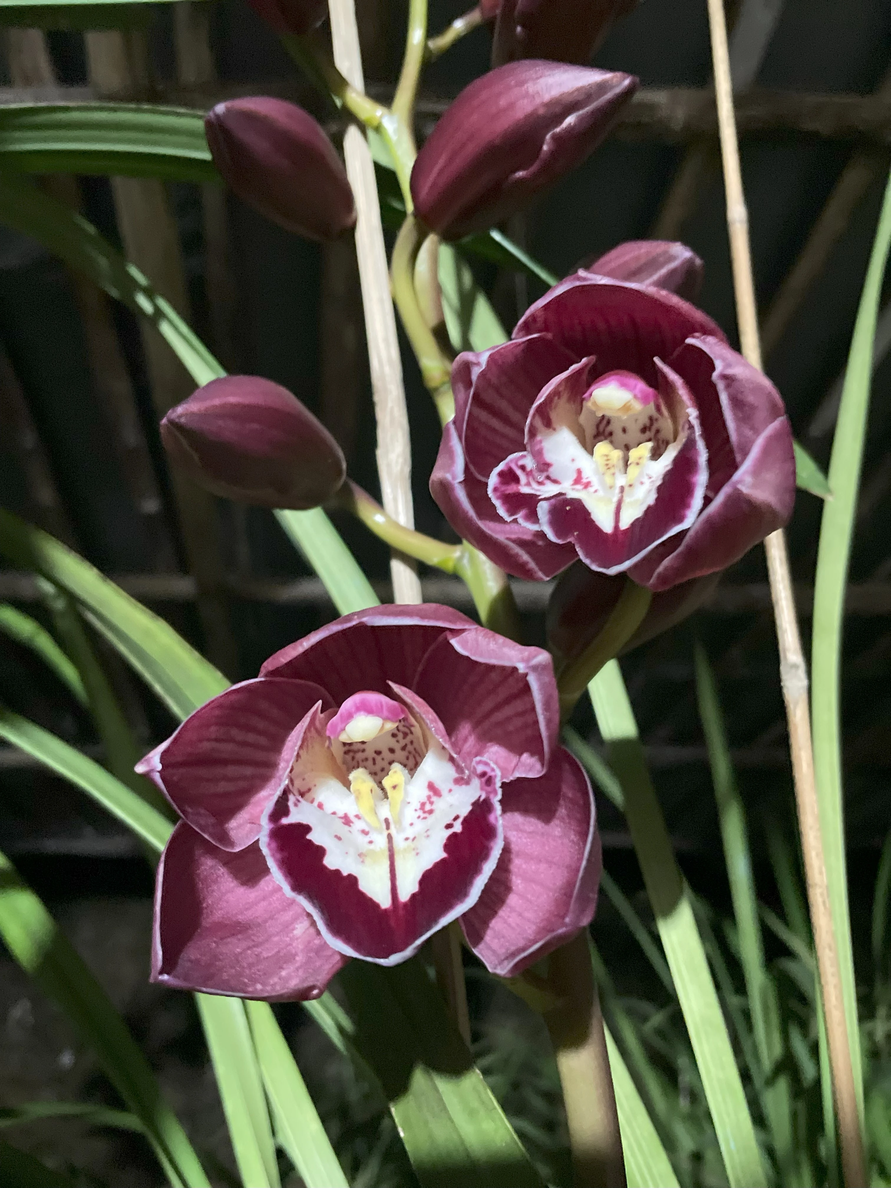 Exotic Orchid Variety