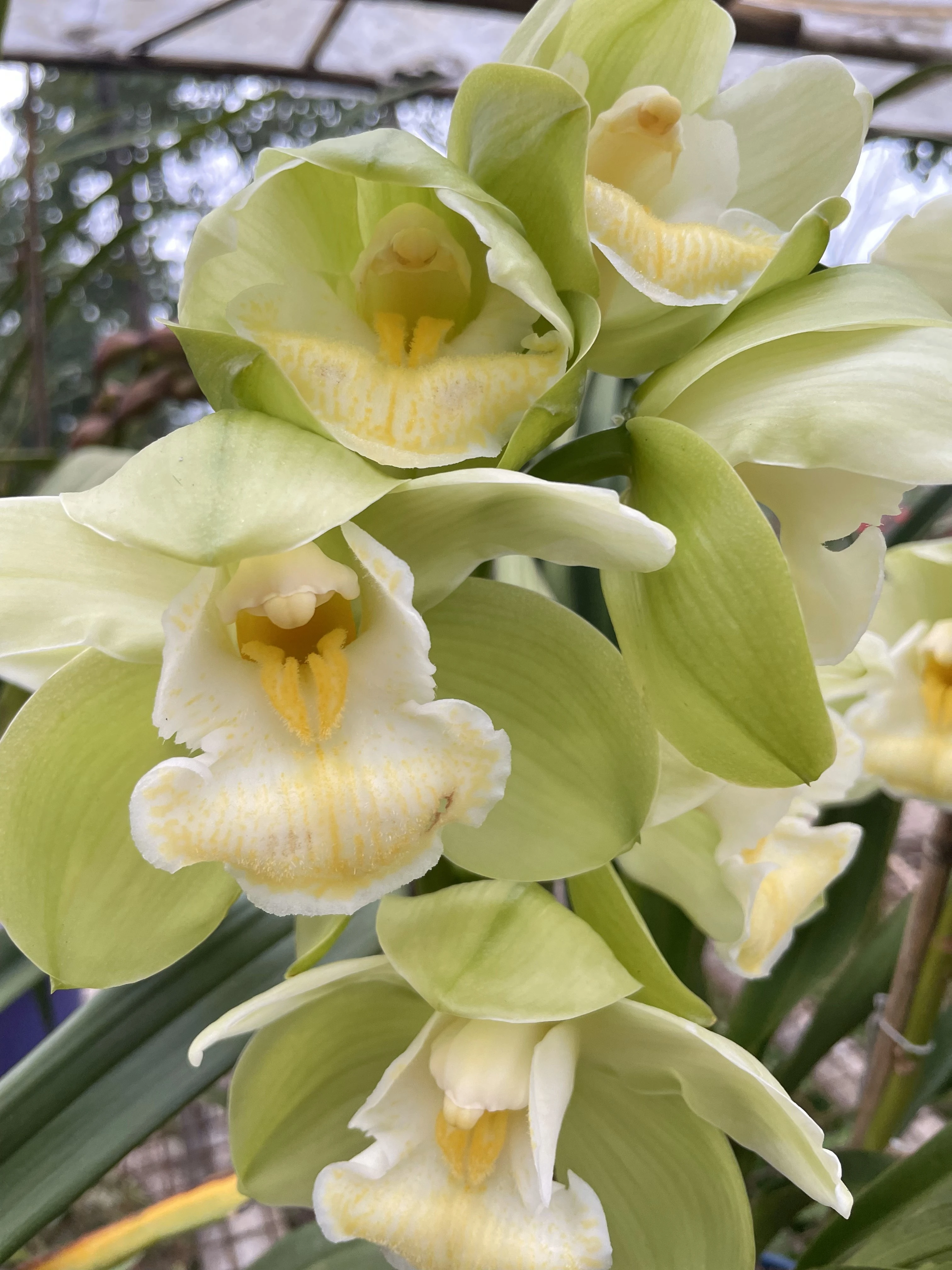 Orchid Flower Display