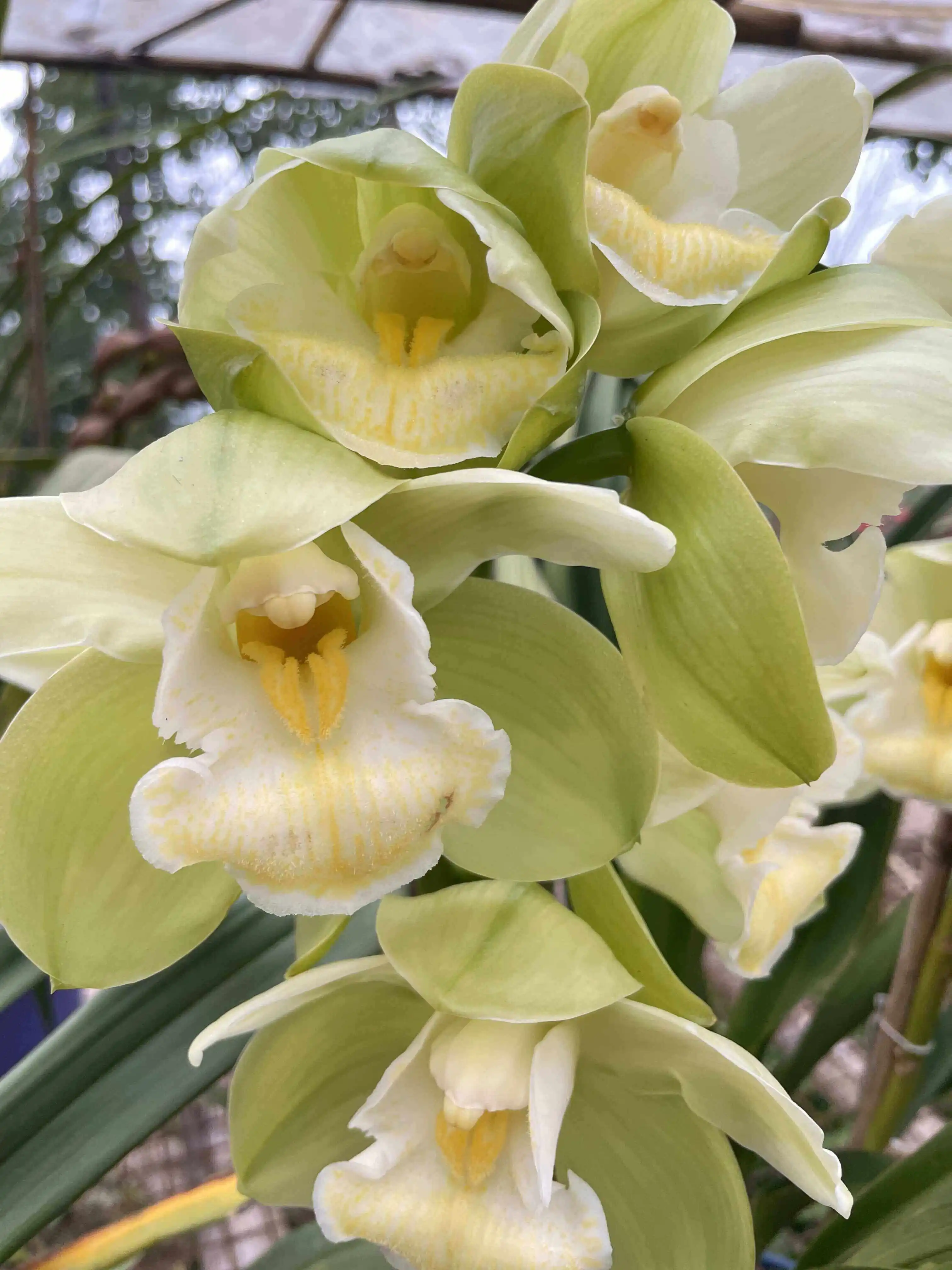 Baltic Glacier Cymbidium Orchid