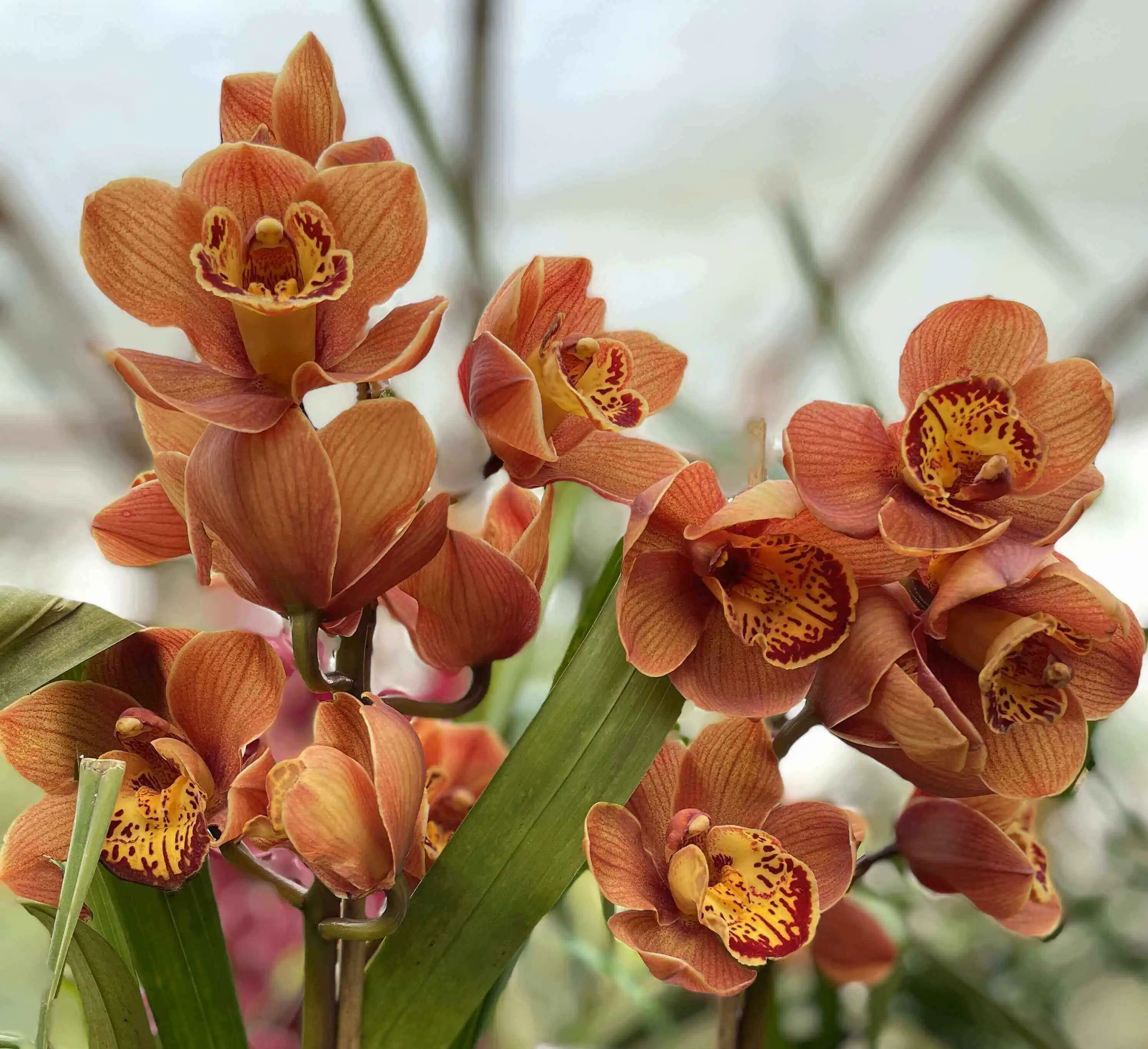 FoxFire Amber Dural Cymbidium Orchid