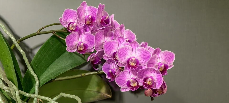 yellow orchid