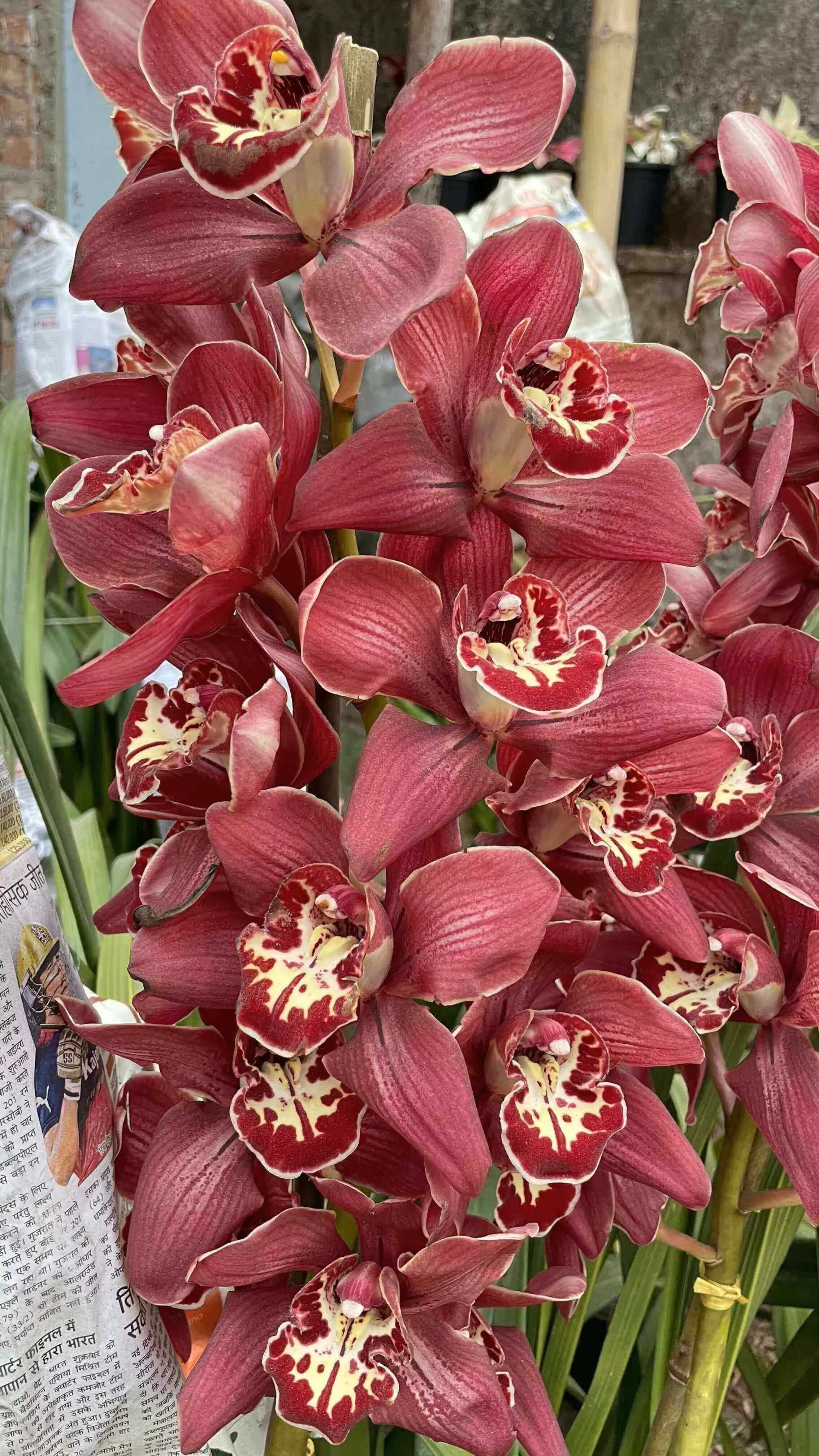 Red Beauty Cymbidium Orchid