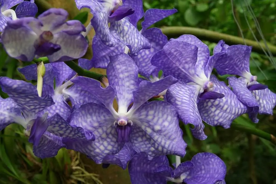 yellow orchid