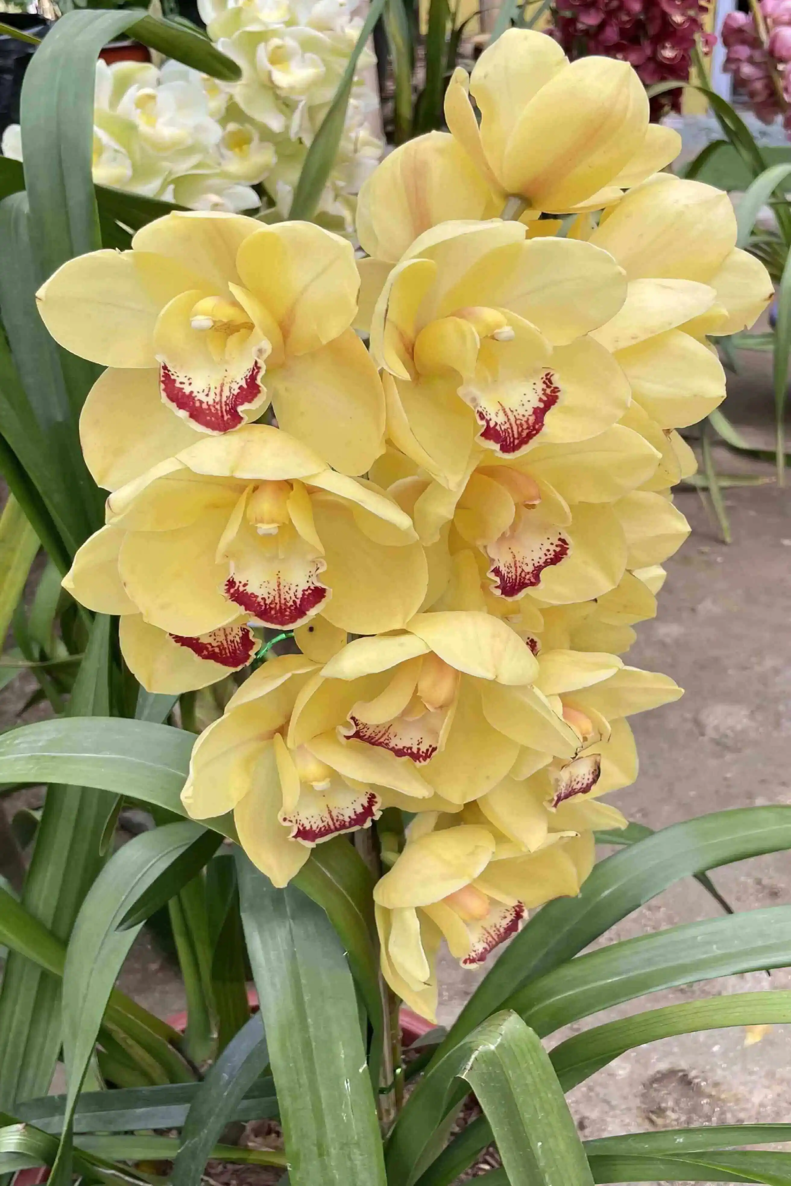 The Best Orchid Plants to Grow in Darjeeling and Sikkim – A Beginner's Guide | Orchid Ghar